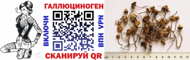 Галлюциногенные грибы Psilocybe Мелеуз